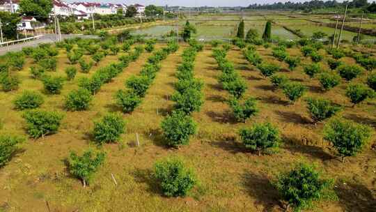 乡村道路旁的成片绿植种植地景观