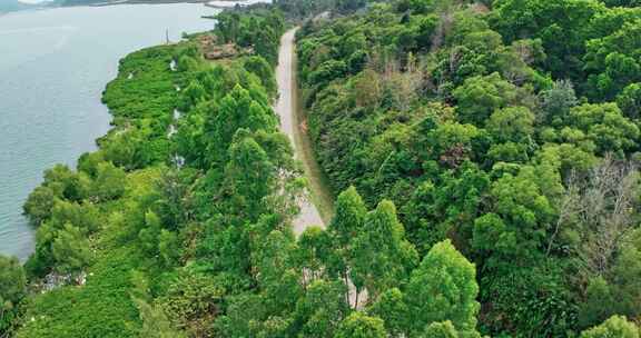 沿海公路海边公路海景公路绿色树木