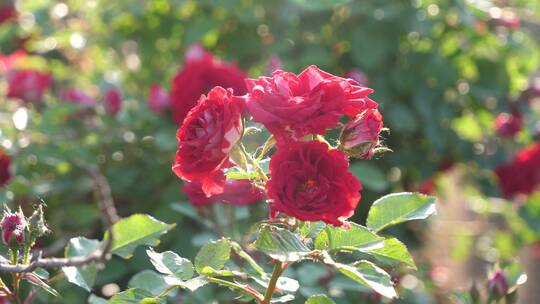 月季花开 玫瑰花园  花瓣 花蕊 玫瑰花花园