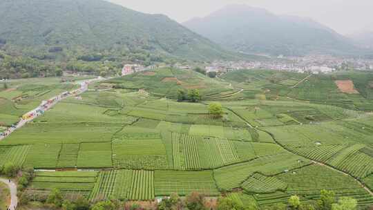 杭州西湖龙井茶园龙坞茶园航拍