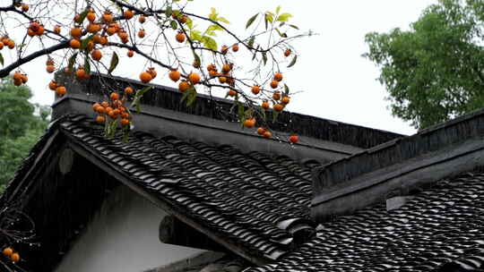 下雨天古风建筑前的柿子树