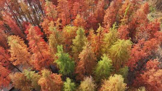 南昌鱼尾洲公园水杉的秋色视频素材模板下载