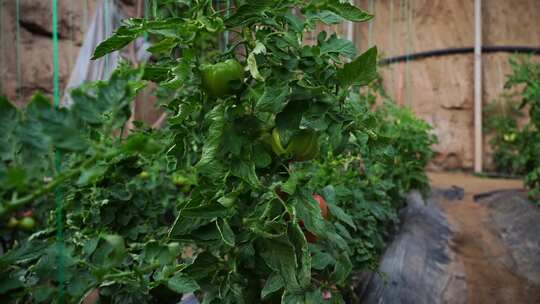 西红柿 番茄 蔬菜大棚 蔬菜 农民干活