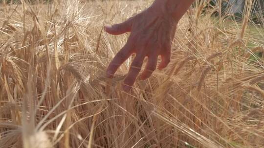 手掠过成熟的麦子