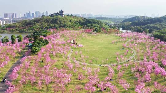 青秀山春天樱花视频素材模板下载