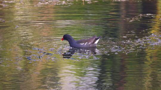 VIDEO0083红嘴鸭 野鸭子 河里湖里的鸭子