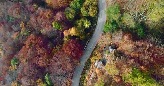 道路，森林，松树，风景