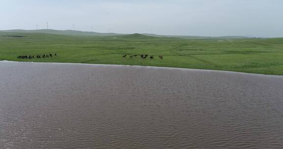 内蒙古赤峰草原马群