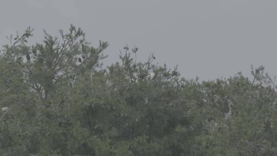 苍鹭栖息地LOG视频素材