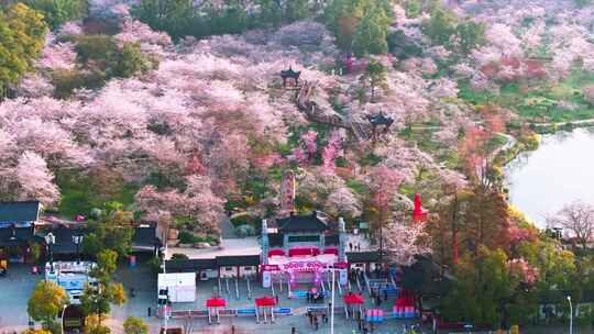 春季武汉樱花园盛花期航拍