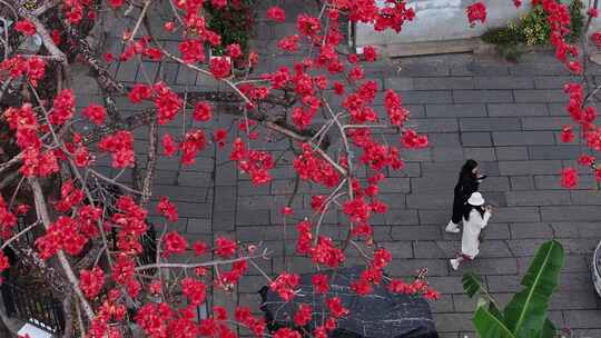 中国广东省广州市海珠区黄埔村木棉花