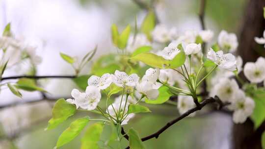 4K春天开花春暖花开春天发芽高帧唯美素材