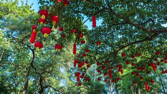 春节红灯笼祈福许愿树