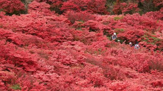 漫山的红色花朵春天唯美浪漫开花视频素材模板下载