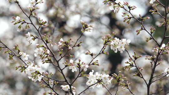 武汉大学盛开的樱花 组镜视频素材模板下载