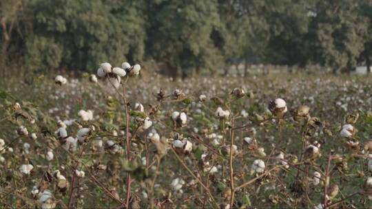 孟加拉国的棉花田