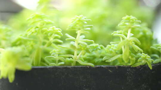 绿色 盆栽 多花瓣植物 生命力 生机