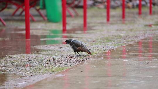 农村雨天小鸡