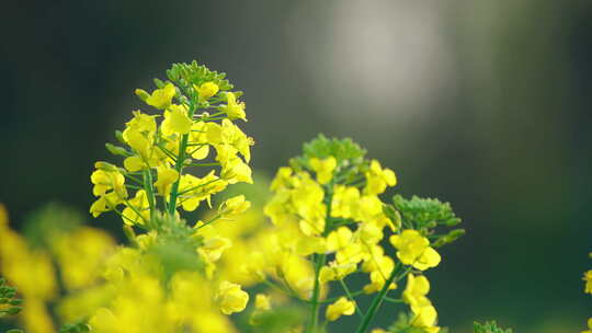 春光黄色油菜花生命力