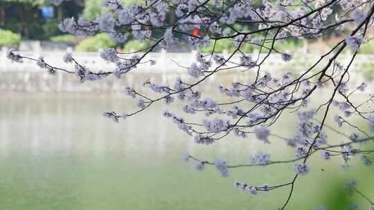 樱花春天樱花开放