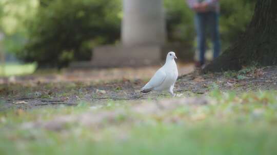 Pigeon， Park，布达佩斯，匈牙