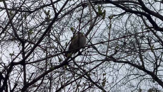 春天发芽的枝叶树梢鸟