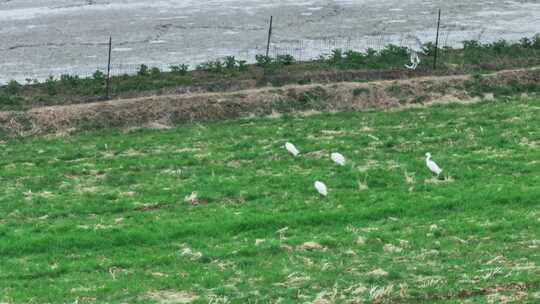 航拍湖岸池塘鸟类鸟群白鹭群觅食