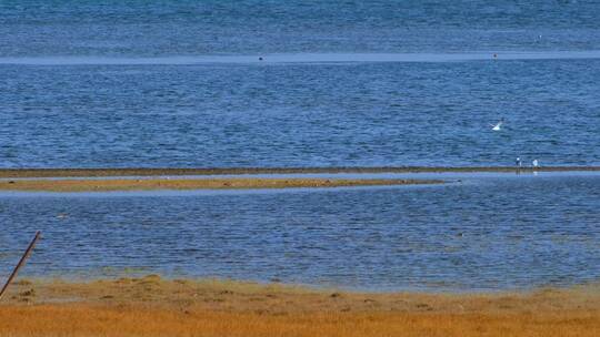 青海湖畔草原水鸟自然风光