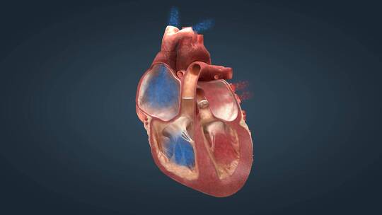 心脏心脏泵血心脏跳动工作原理三维动画13视频素材模板下载