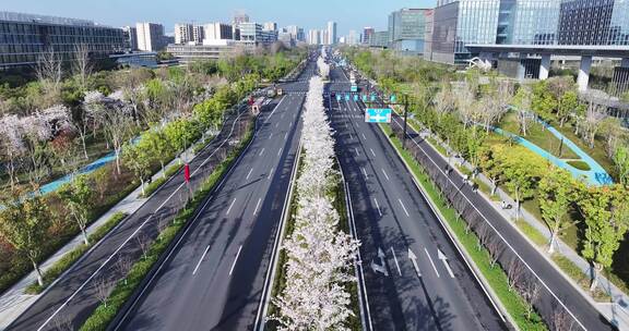 杭州未来科技城文一西路通往春天的樱花大道