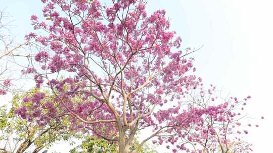 紫花风铃木视频素材模板下载