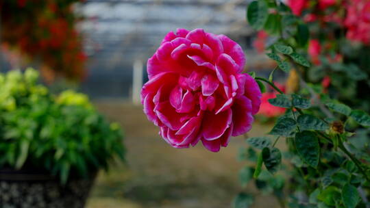 月季花 玫瑰花 鲜花 花朵 春暖花开