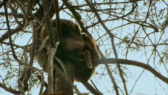 金丝猴坐在树枝上3