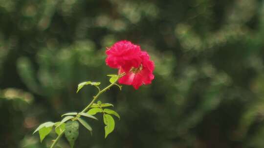 花，红色，花瓣，叶子