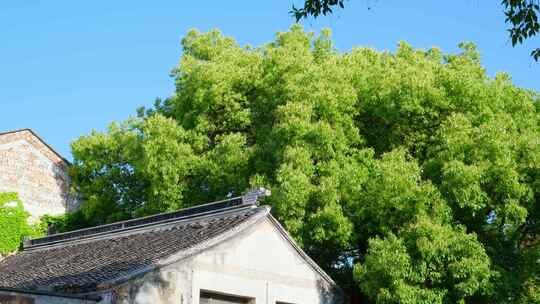 老建筑屋顶树荫树木