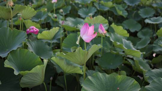 8K 池塘荷花含苞开放