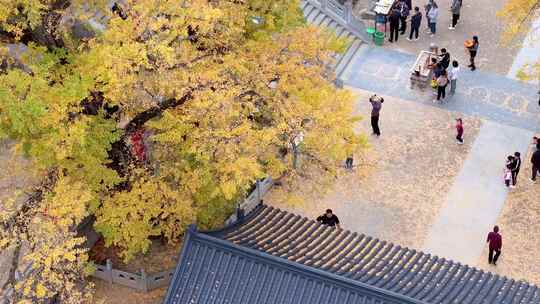 航拍平顶山文殊寺银杏