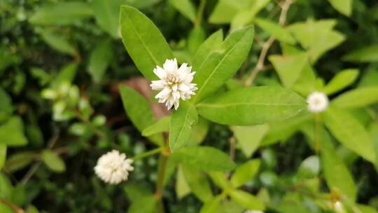 白色花卉植物特写镜头