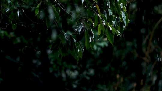 春天雨季雨滴树林树叶