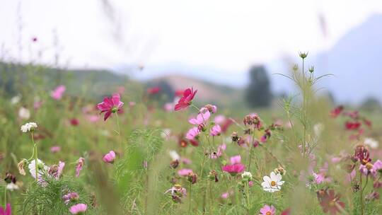 格桑花特写