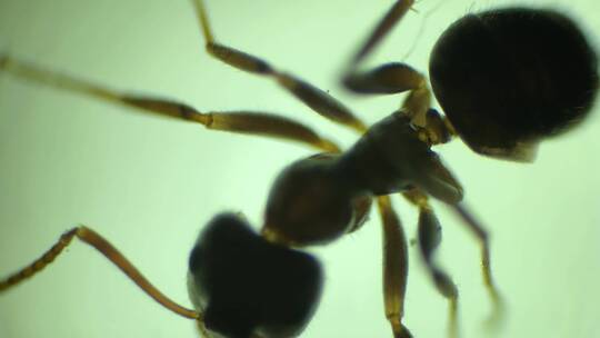 显微镜下放大40倍的蚂蚁视频素材模板下载