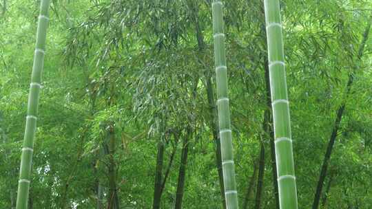 下雨天竹林景观特写，竹节挺拔竹叶繁茂