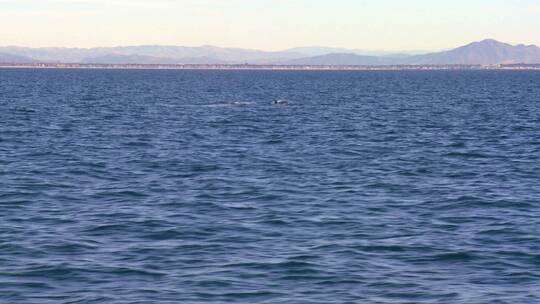 大海游行的鲸鱼