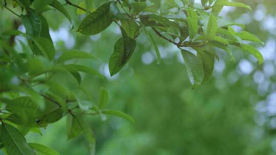 雨滴从绿色植物上落下唯美素材