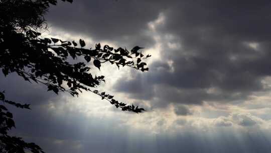 仰拍树叶树枝天空阳光丁达尔光耶稣光实拍