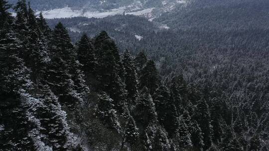 航拍西藏林芝大雪纷飞的鲁朗林海