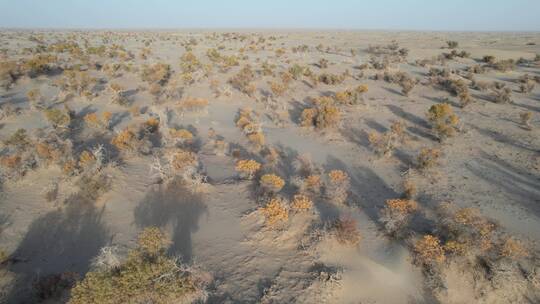 新疆塔克拉玛干沙漠成片的胡杨林视频素材模板下载