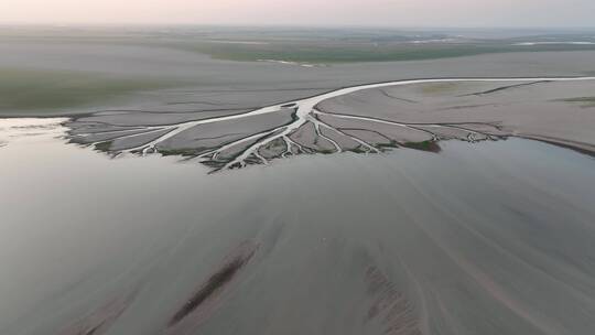 鄱阳湖生命之树航拍视频，自然奇观
