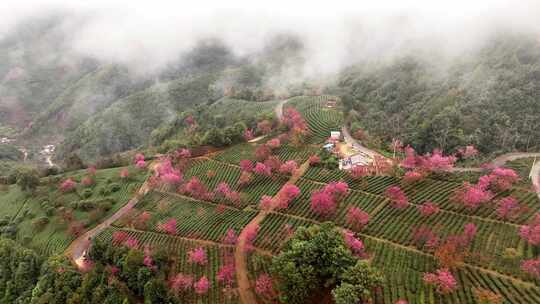 航拍云南无量山樱花茶园云海