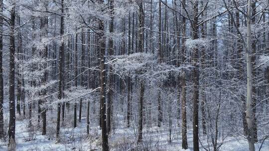 雪林雾凇景观视频素材模板下载